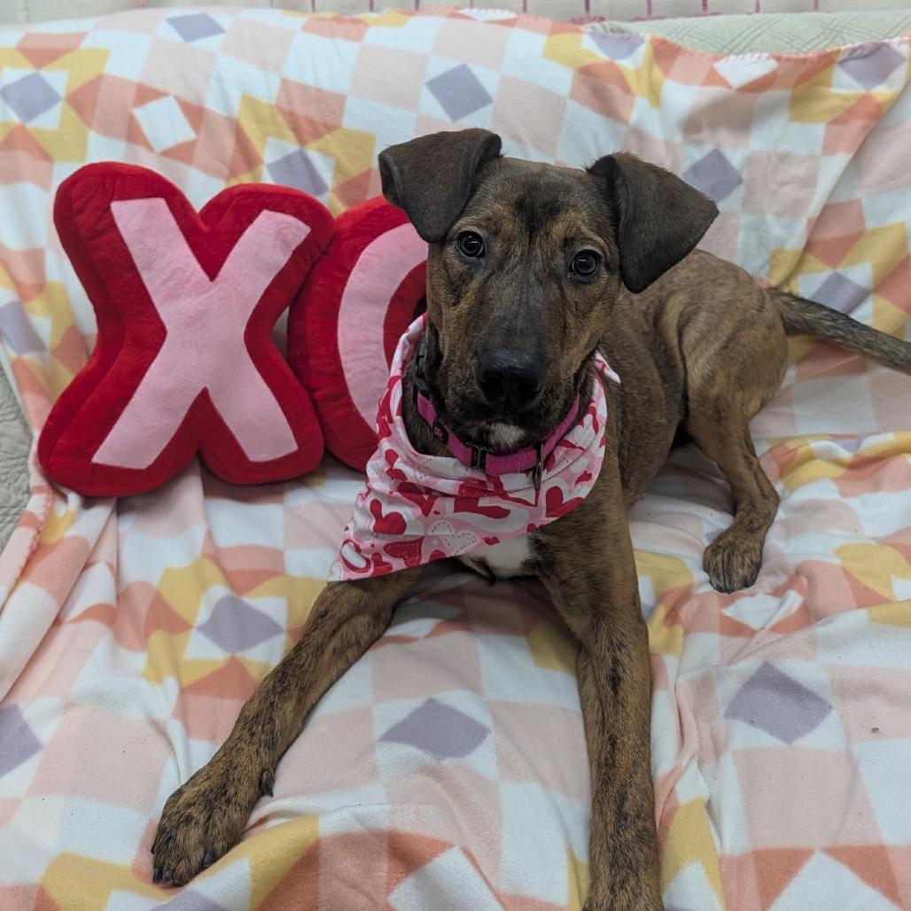 Zag, a Adoptable mixed breed in Pontiac, IL image 6/6