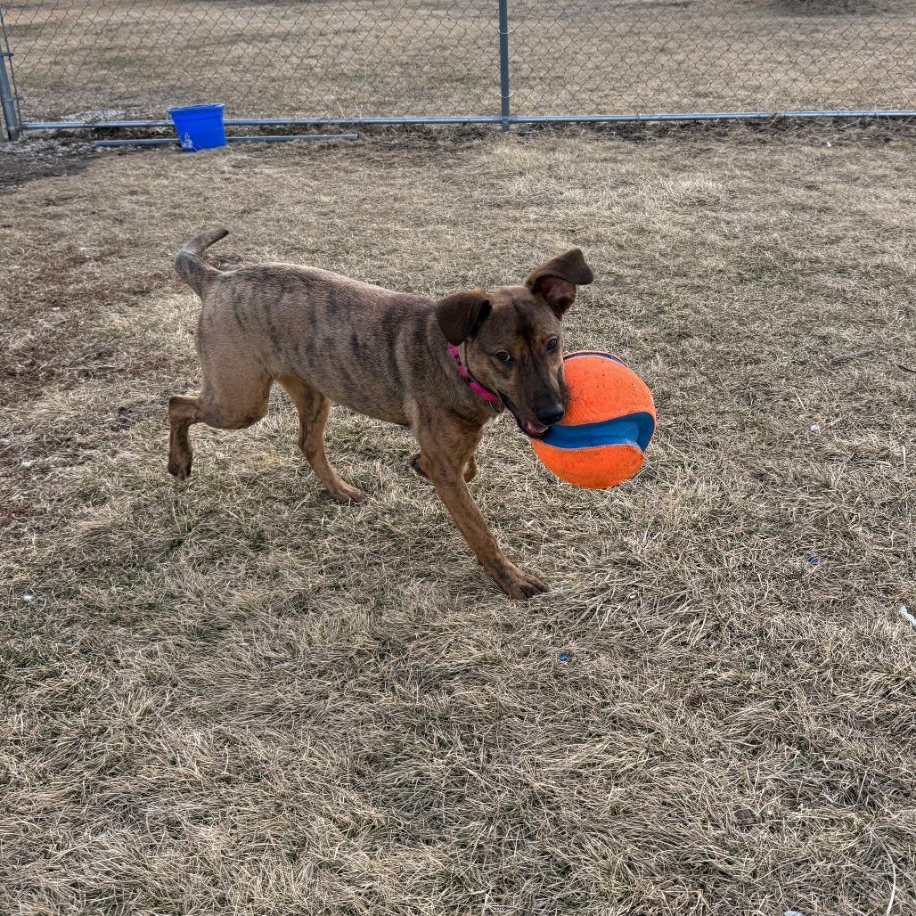 Enlarge Zag, a Adoptable mixed breed in Pontiac, IL image 5/6