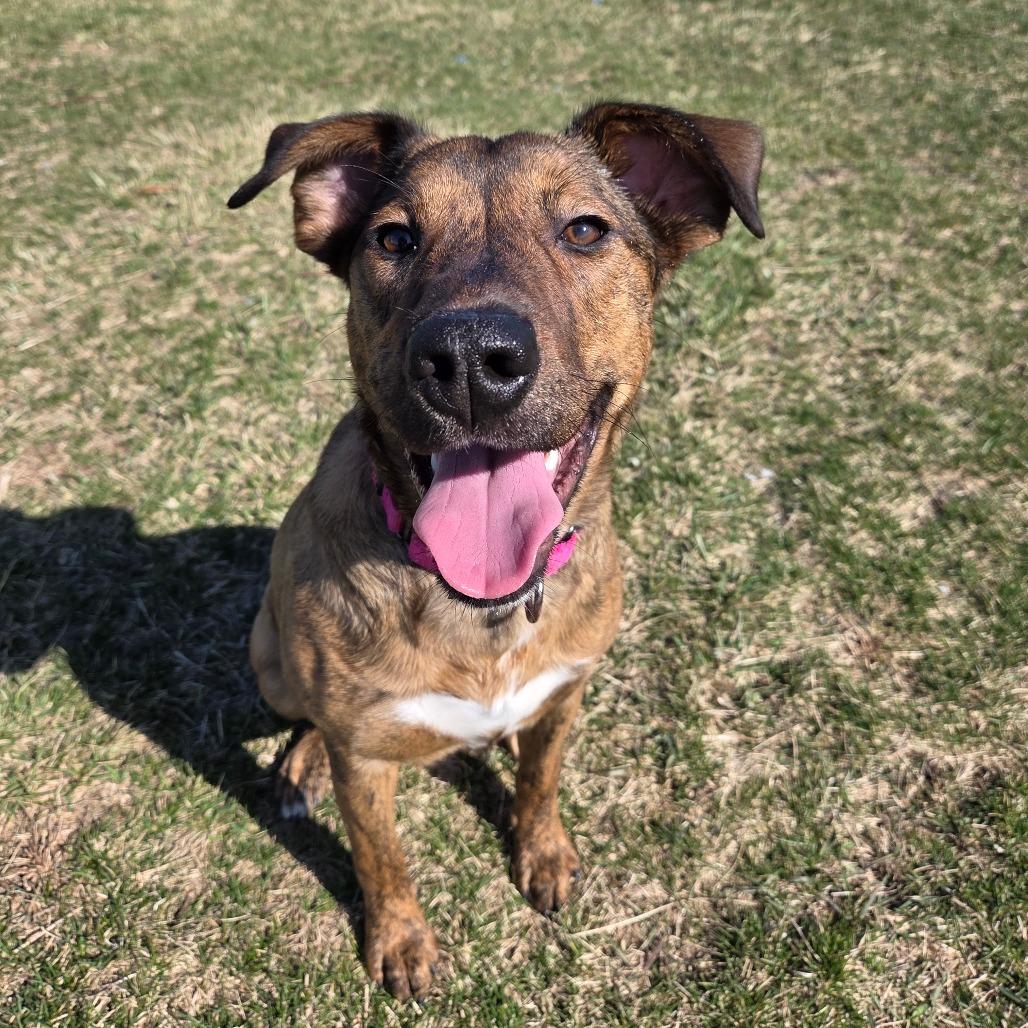 Enlarge Zag, a Adoptable mixed breed in Pontiac, IL image 6/6