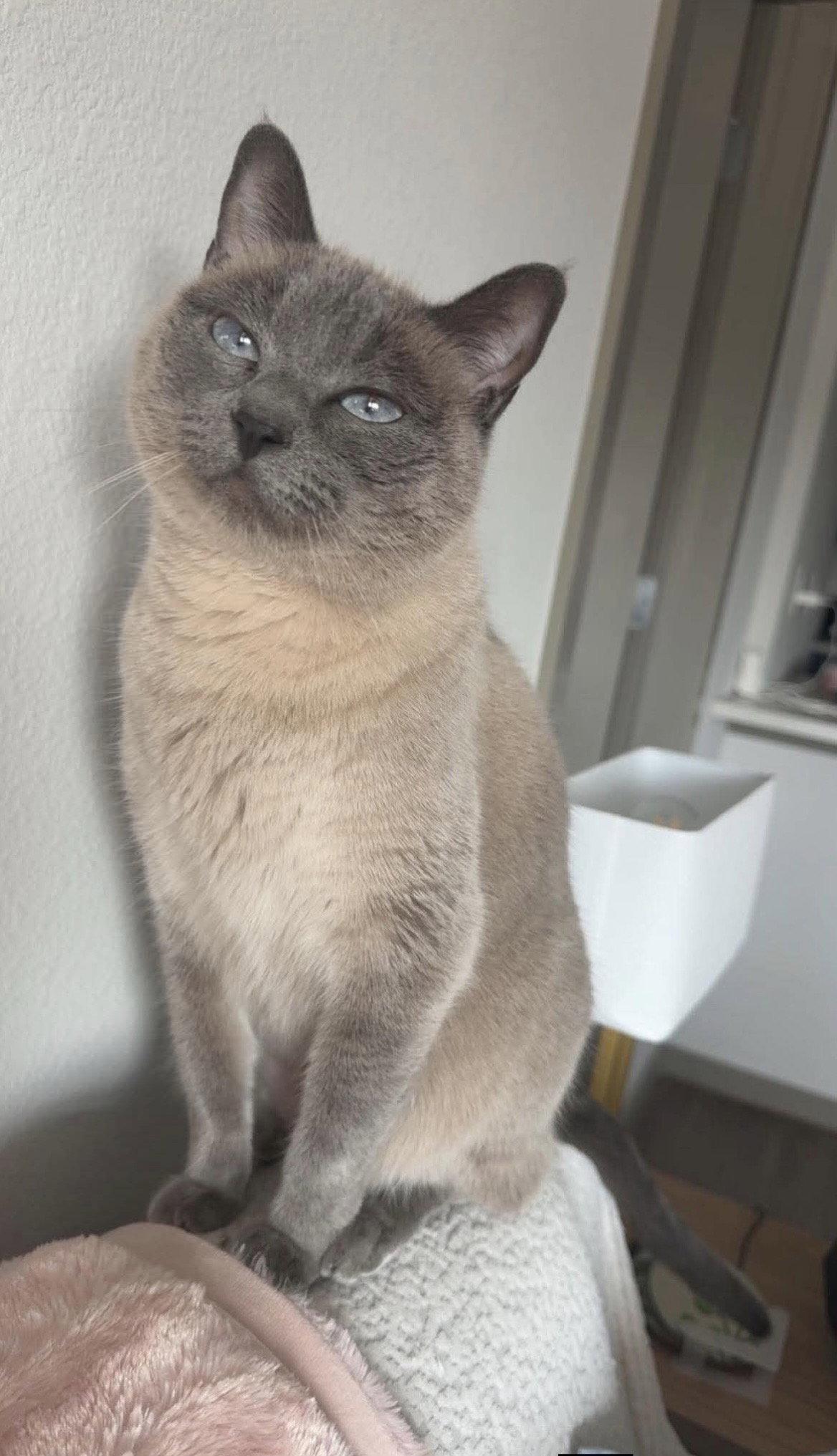 Miss Vilolet (adopted name Iris), Adopted, Adult Female Siamese & Domestic Short Hair.