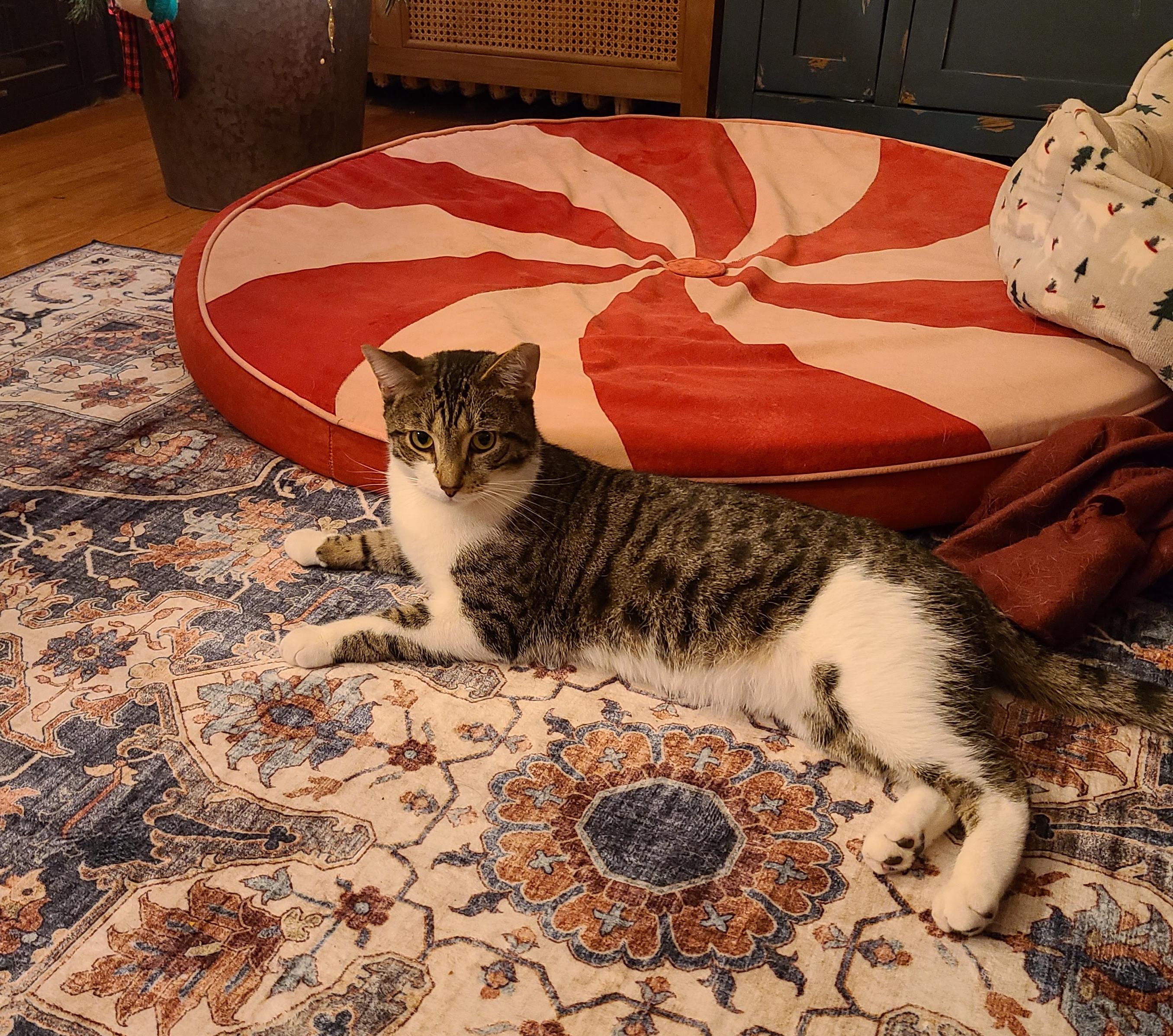 Benny - a fun loving boy photo 4