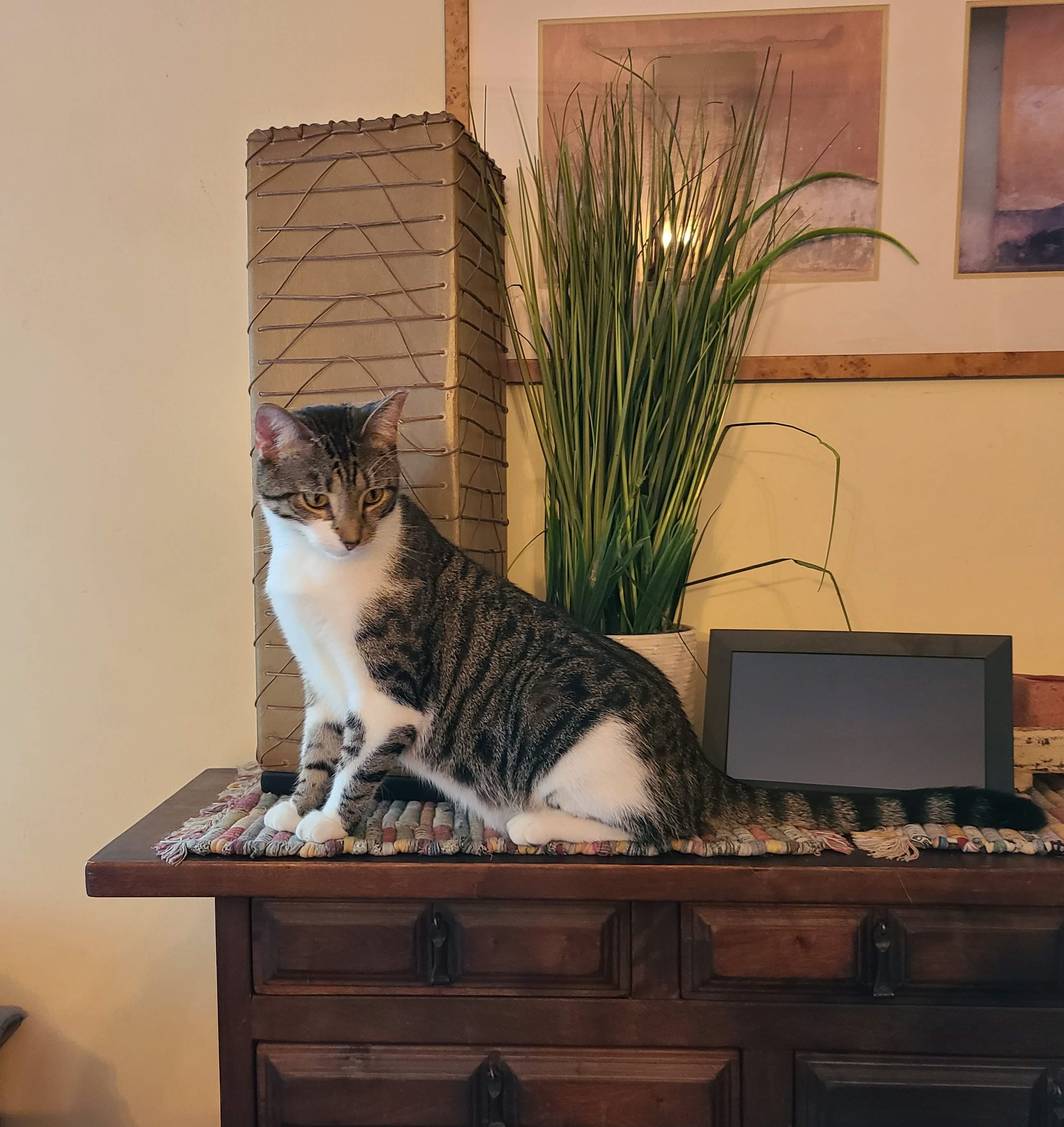 Benny - a fun loving boy, Adult Male Domestic Short Hair