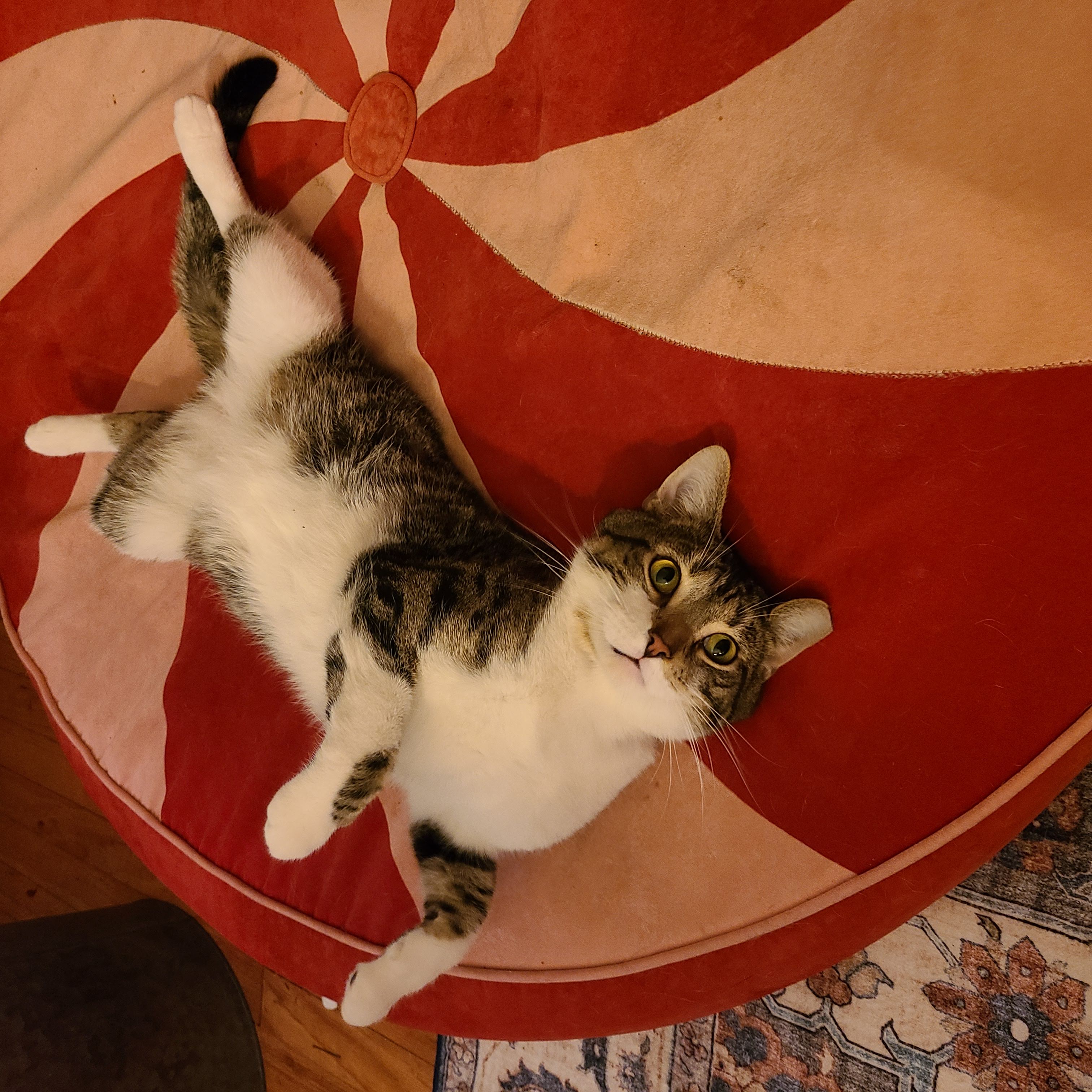 Enlarge Benny - a fun loving boy, a Adopted mixed breed in Cleveland, OH image 3/4