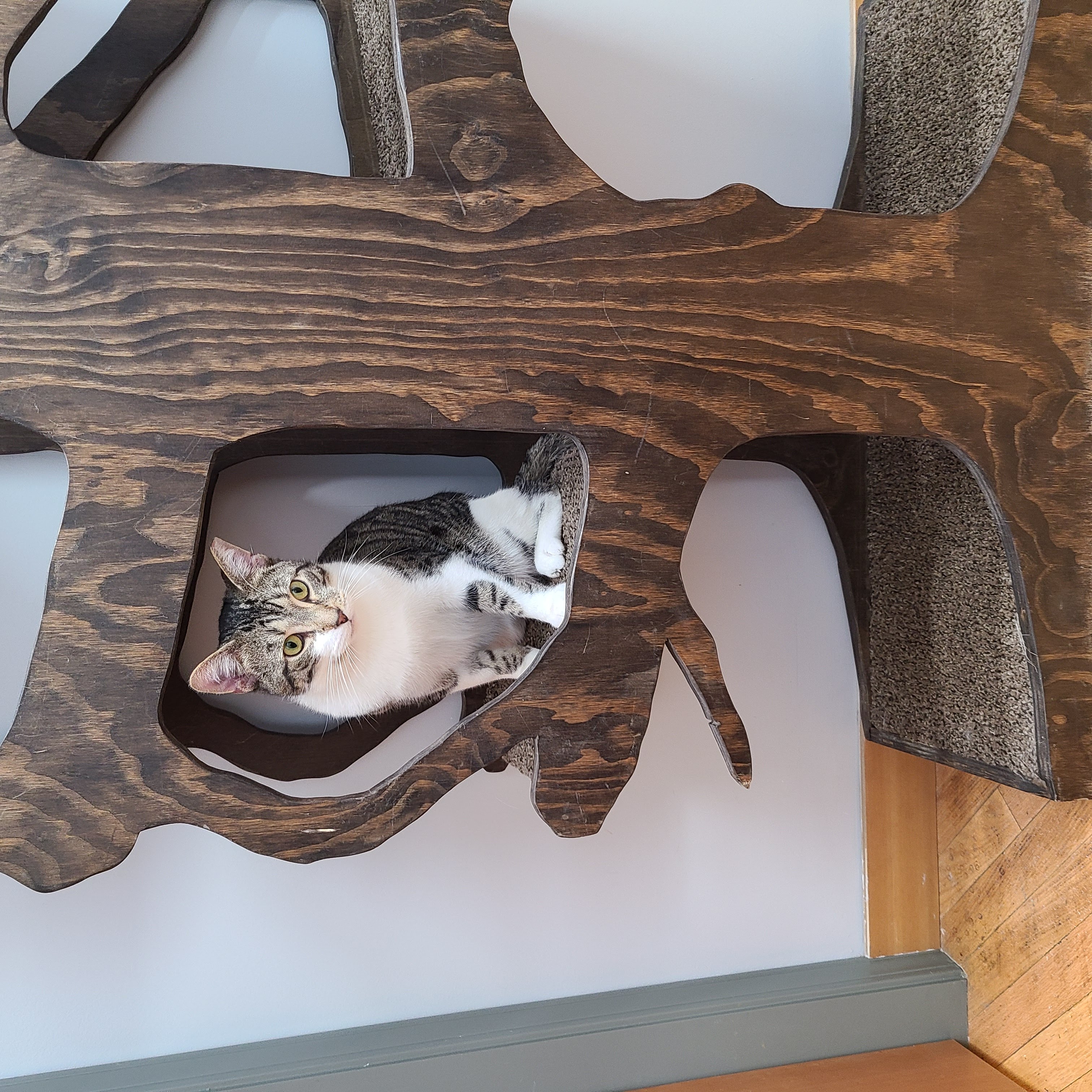 Benny - a fun loving boy photo 3