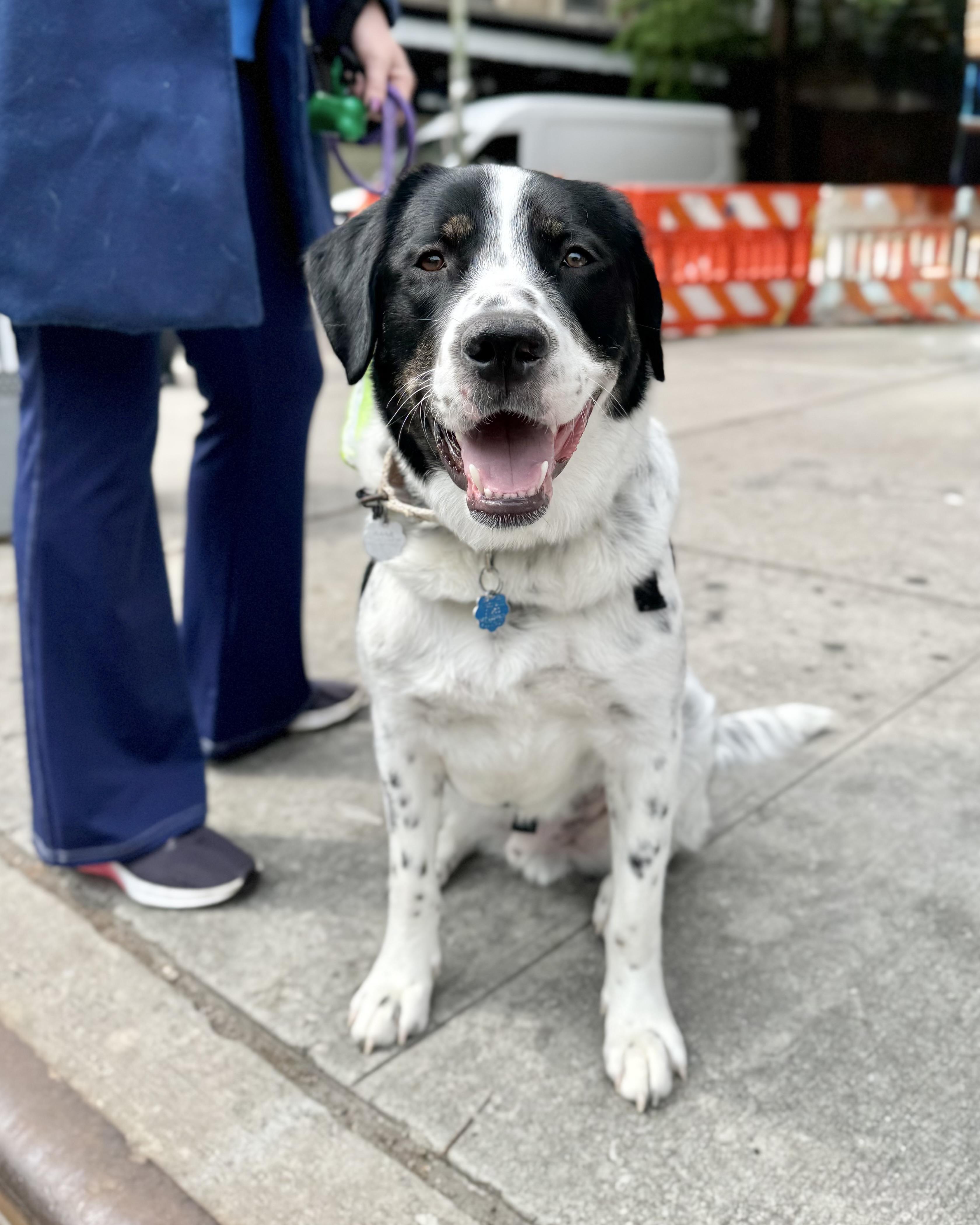 Pendragon, a Adoptable mixed breed in Chatham, NJ image 1/6