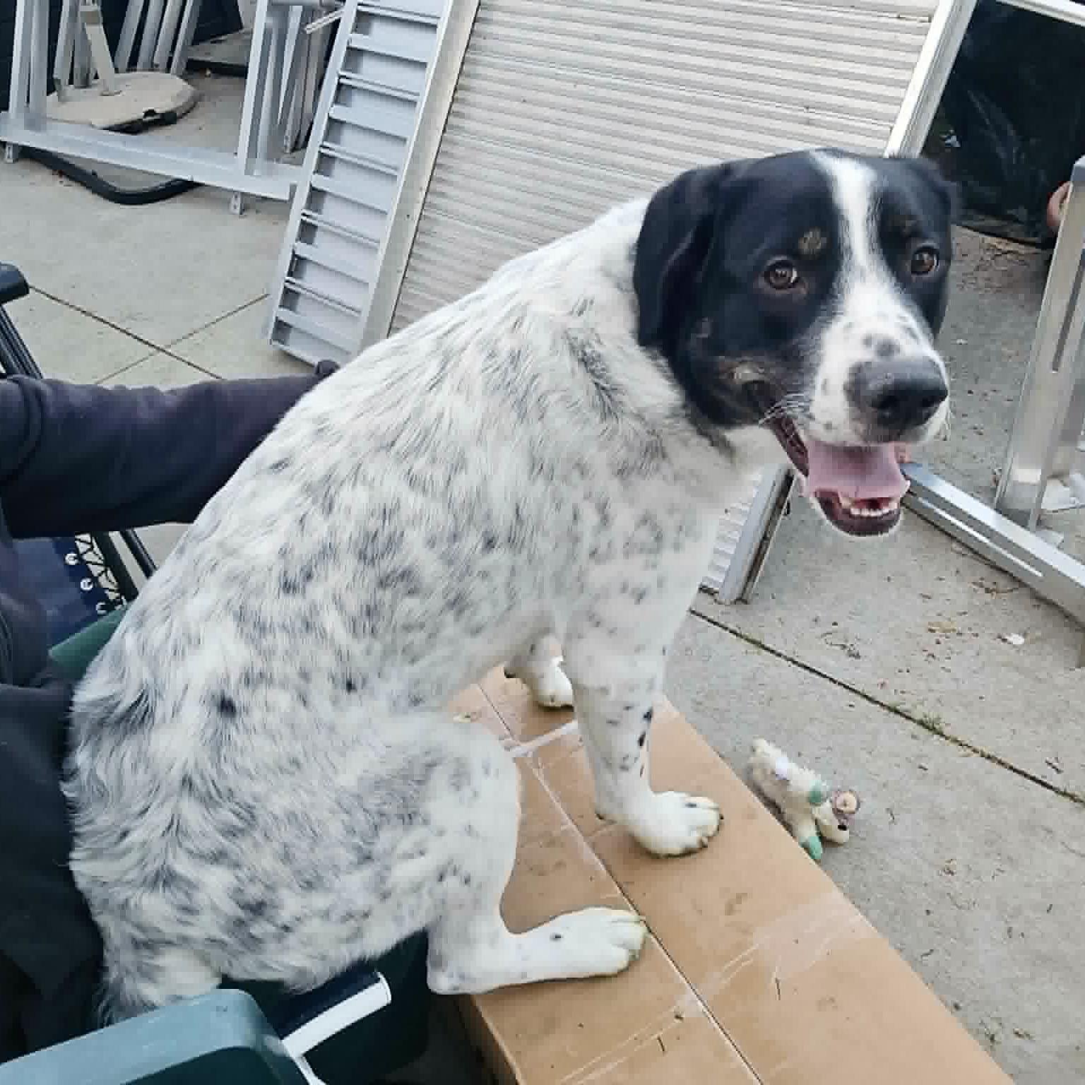 Pendragon, a Adoptable mixed breed in Chatham, NJ image 2/6