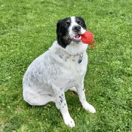 Pendragon, a Adoptable mixed breed in Chatham, NJ image 5/6