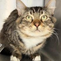 Enlarge Watson, a Adoptable Domestic Short Hair in St. Helena, CA image 1/1