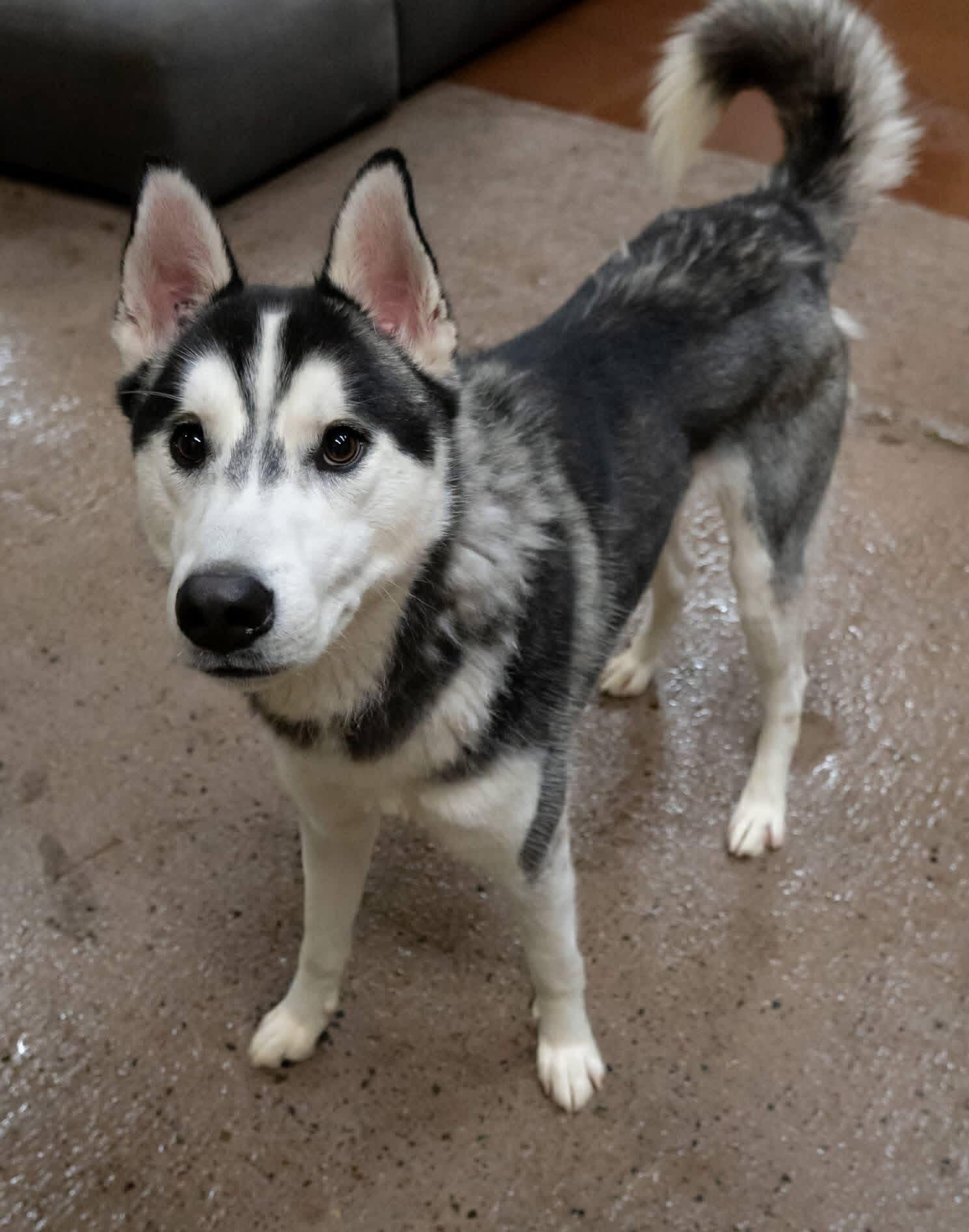 Enlarge Davy Jones, a ADOPTABLE Siberian Husky in Langley, BC image 3/5