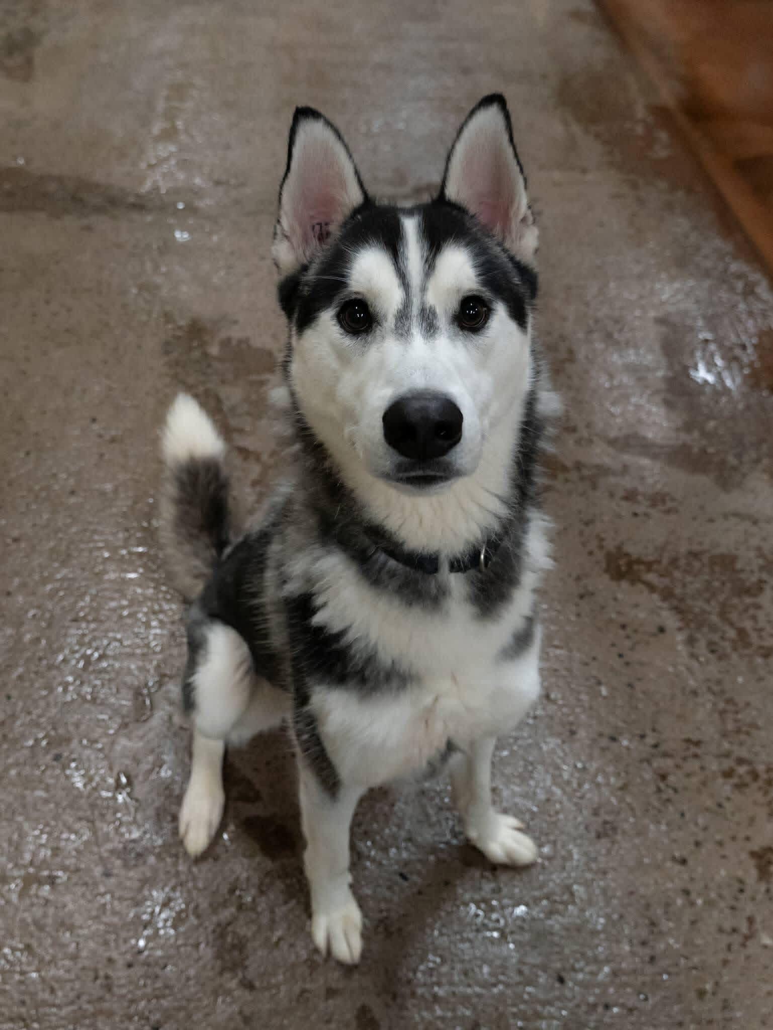 Enlarge Davy Jones, a ADOPTABLE Siberian Husky in Langley, BC image 2/5