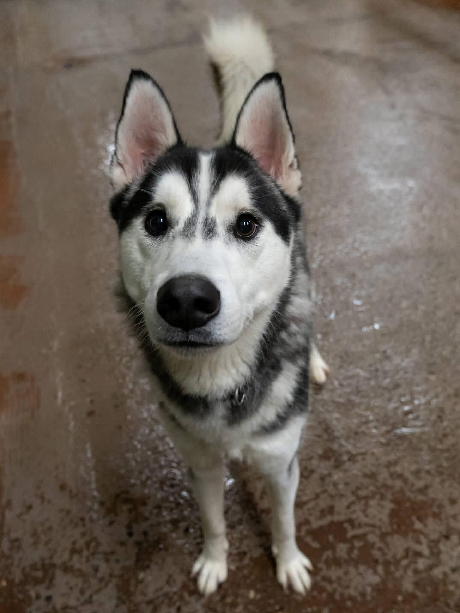 Enlarge Davy Jones, a ADOPTABLE Siberian Husky in Langley, BC image 4/5