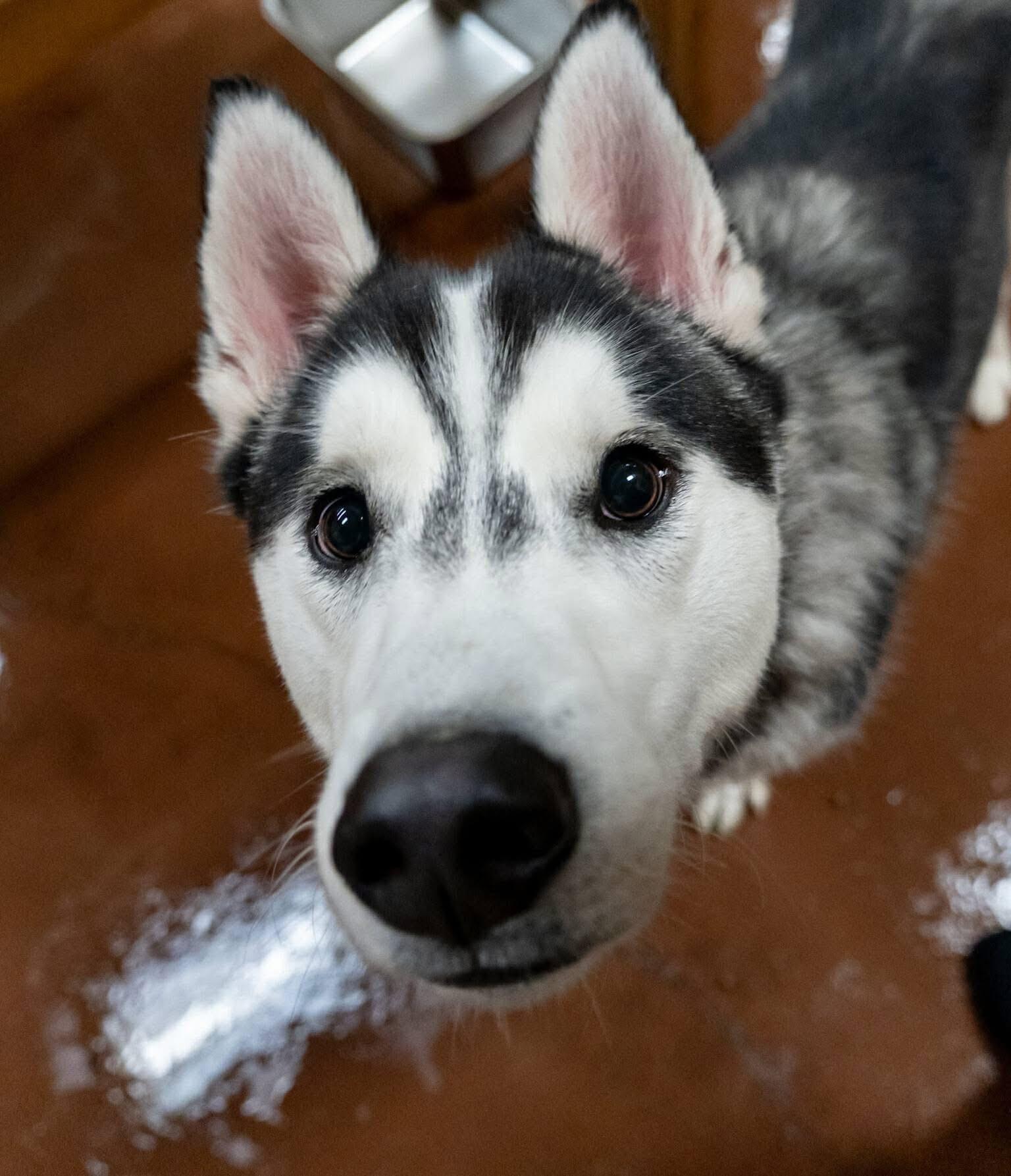 Enlarge Davy Jones, a ADOPTABLE Siberian Husky in Langley, BC image 5/5