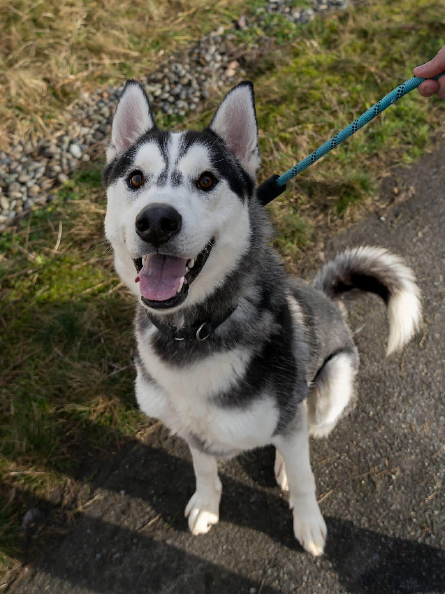 Davy Jones, ADOPTABLE, Adult Male Siberian Husky.