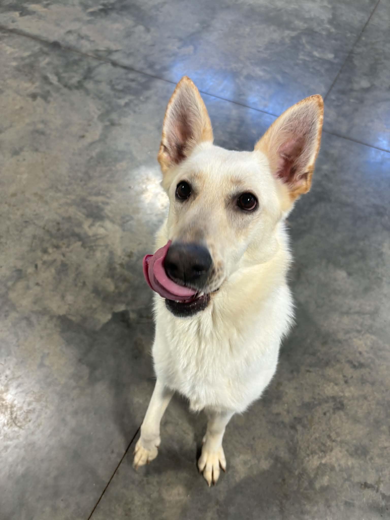 Nilla, a ADOPTABLE mixed breed in Cedar Rapids, IA image 2/6