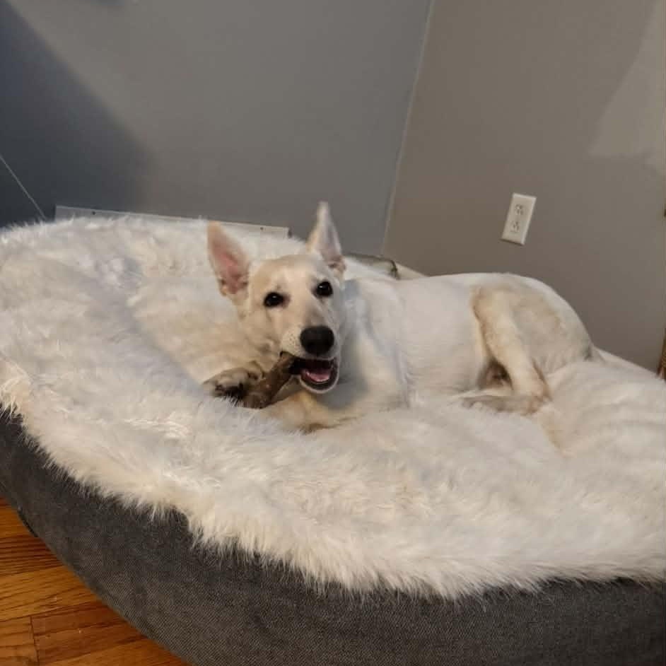 Nilla, a ADOPTABLE mixed breed in Cedar Rapids, IA image 3/6