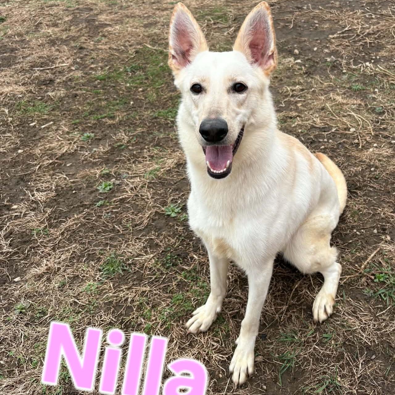 Nilla, a ADOPTABLE mixed breed in Cedar Rapids, IA image 1/6