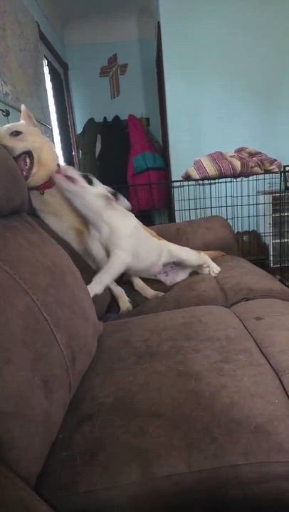 Enlarge Nilla, a ADOPTABLE mixed breed in Cedar Rapids, IA video 5/6