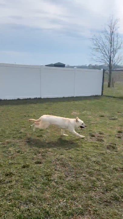 Enlarge Nilla, a ADOPTABLE mixed breed in Cedar Rapids, IA video 6/6