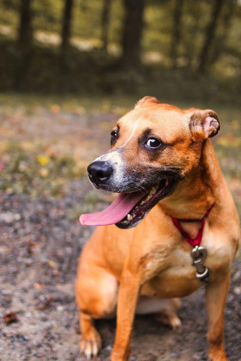Emma, a Adoptable mixed breed in Grafton, WV image 3/6