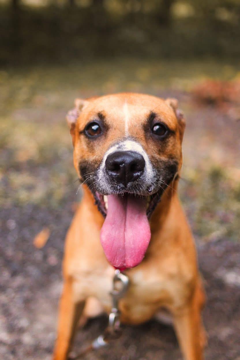 Emma, a Adoptable mixed breed in Grafton, WV image 4/6