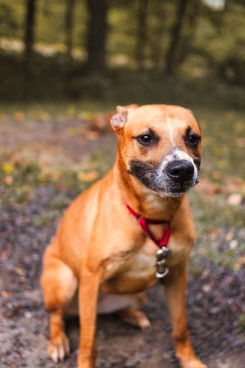 Emma, a Adoptable mixed breed in Grafton, WV image 5/6