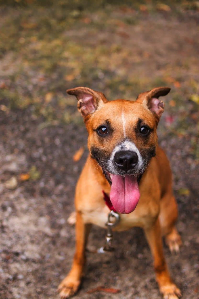 Emma, a Adoptable mixed breed in Grafton, WV image 1/6