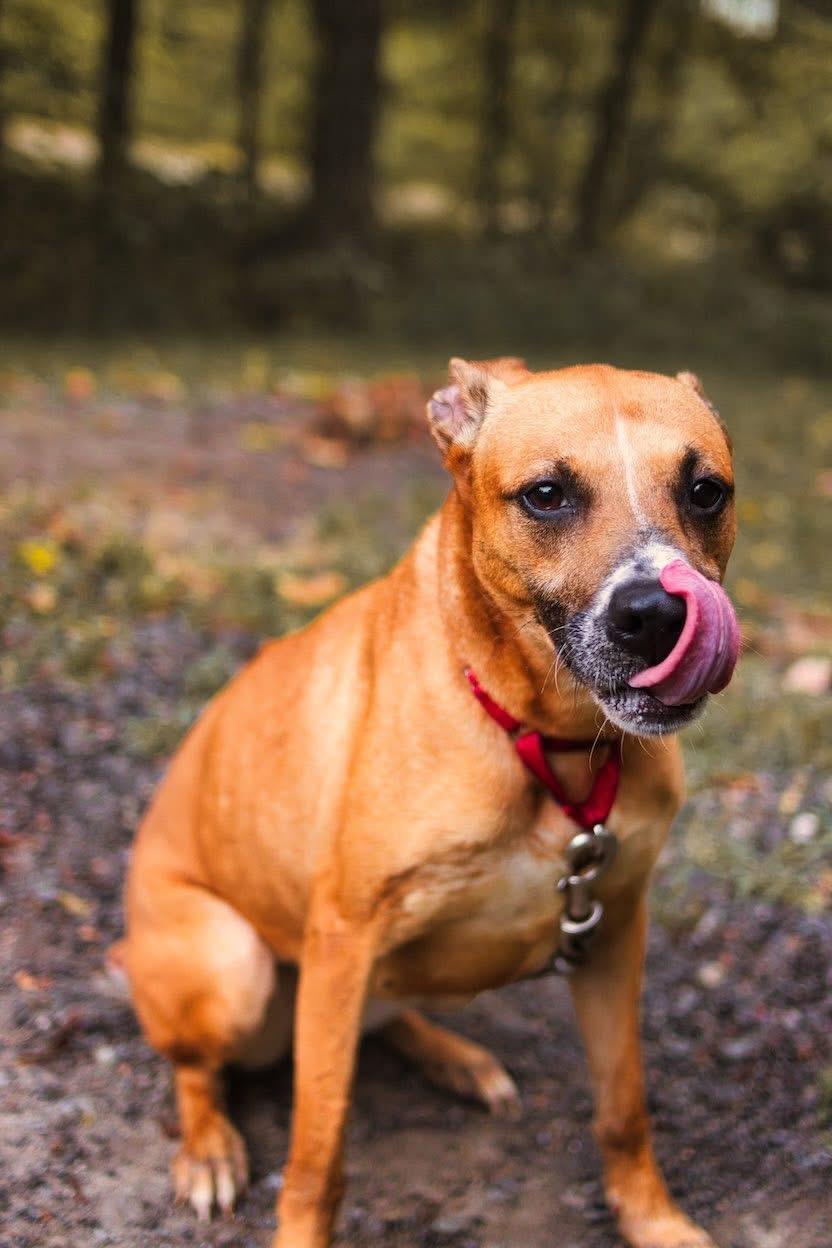 Emma, a Adoptable mixed breed in Grafton, WV image 6/6