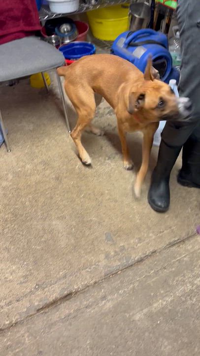 Enlarge Emma, a Adoptable mixed breed in Grafton, WV video 2/6