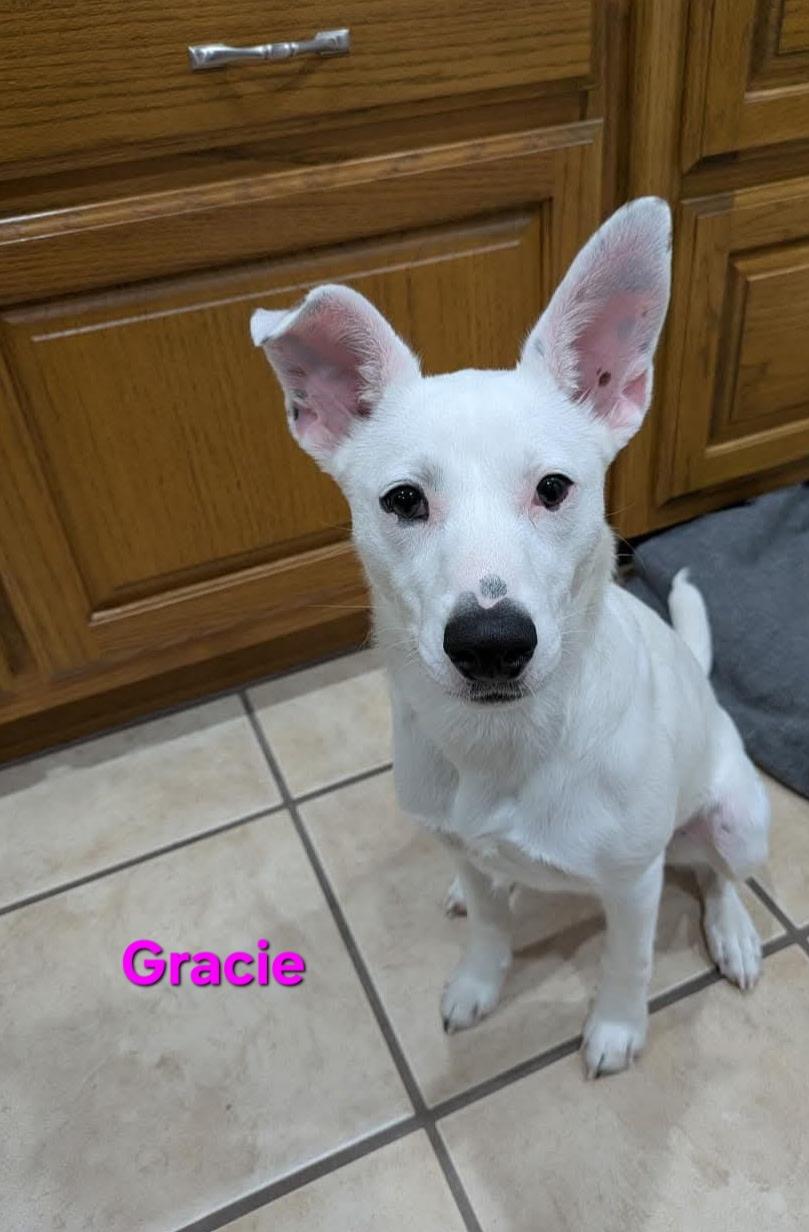 Gracie