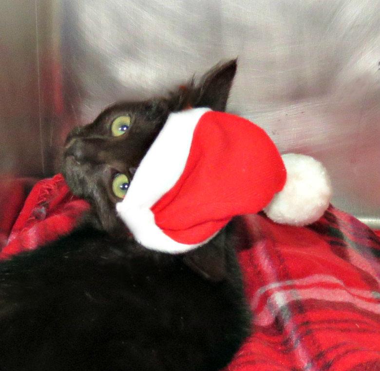 Enlarge Warrant, a Adoptable mixed breed in Lexington, VA image 1/4