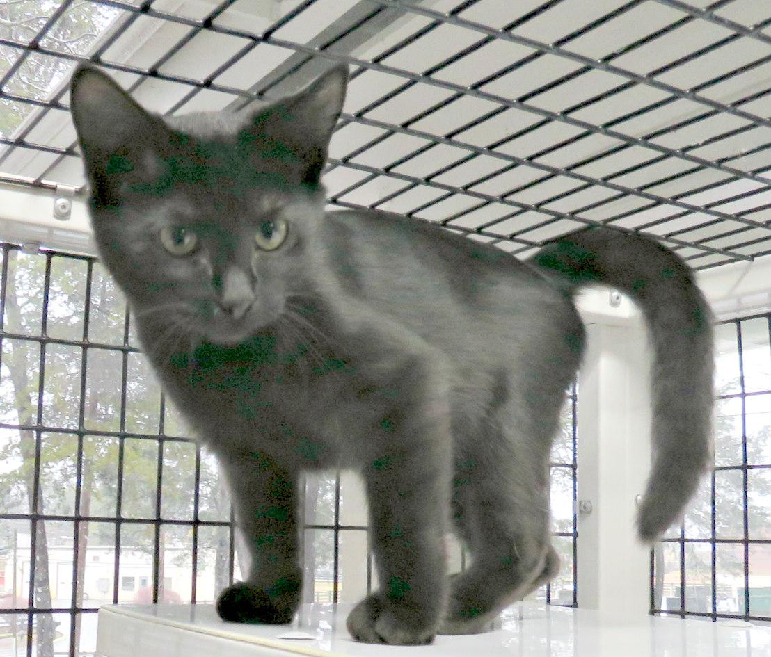 Warrant, Adoptable, Kitten Male Domestic Short Hair.