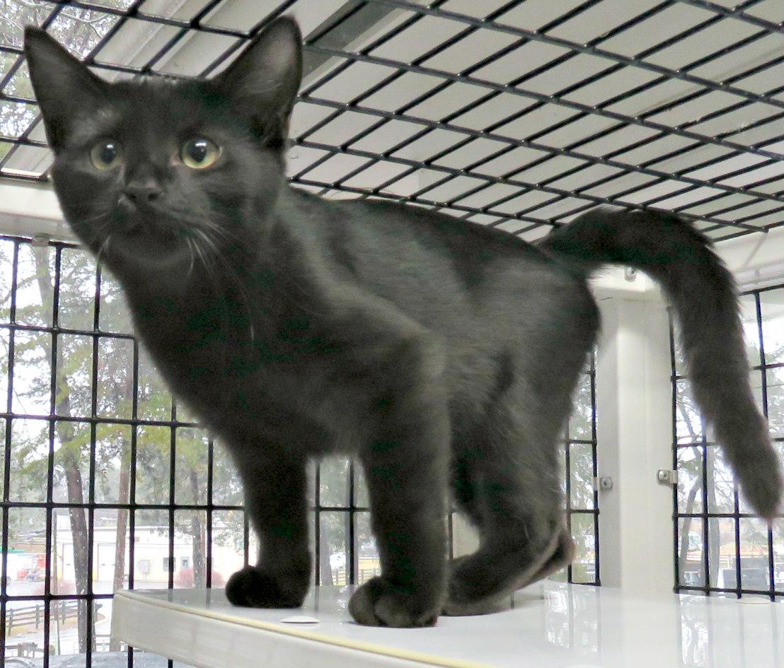 Enlarge Warrant, a Adoptable mixed breed in Lexington, VA image 3/3