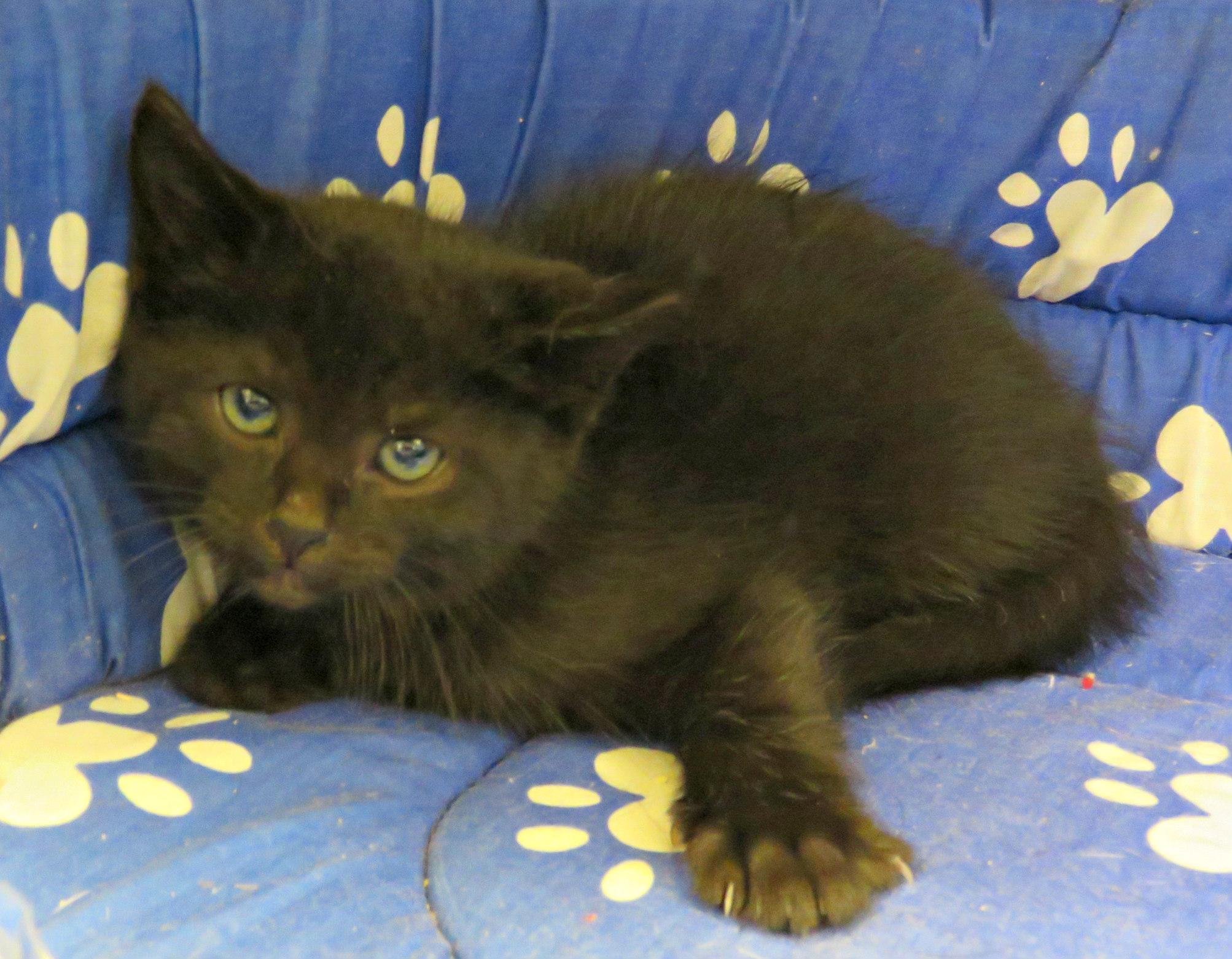 Enlarge Warrant, a Adoptable mixed breed in Lexington, VA image 2/4