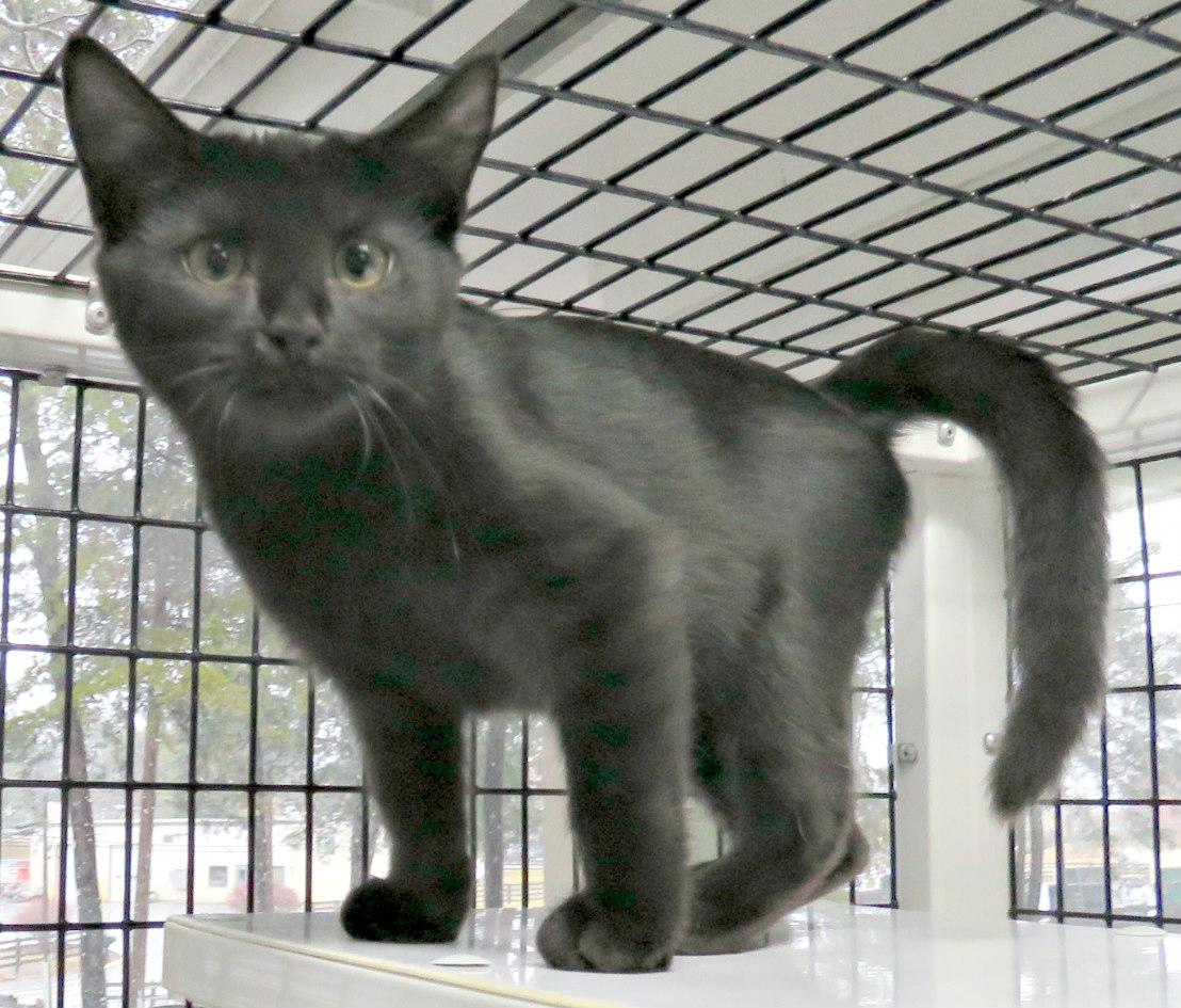 Enlarge Warrant, a Adoptable mixed breed in Lexington, VA image 2/3