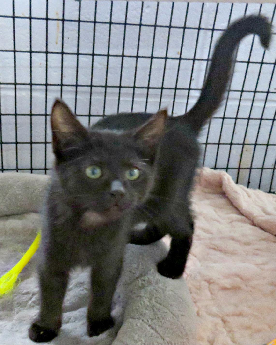 Enlarge Warrant, a Adoptable mixed breed in Lexington, VA image 3/4