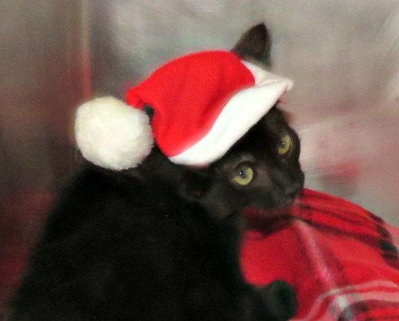 Enlarge Warrant, a Adoptable mixed breed in Lexington, VA image 4/4