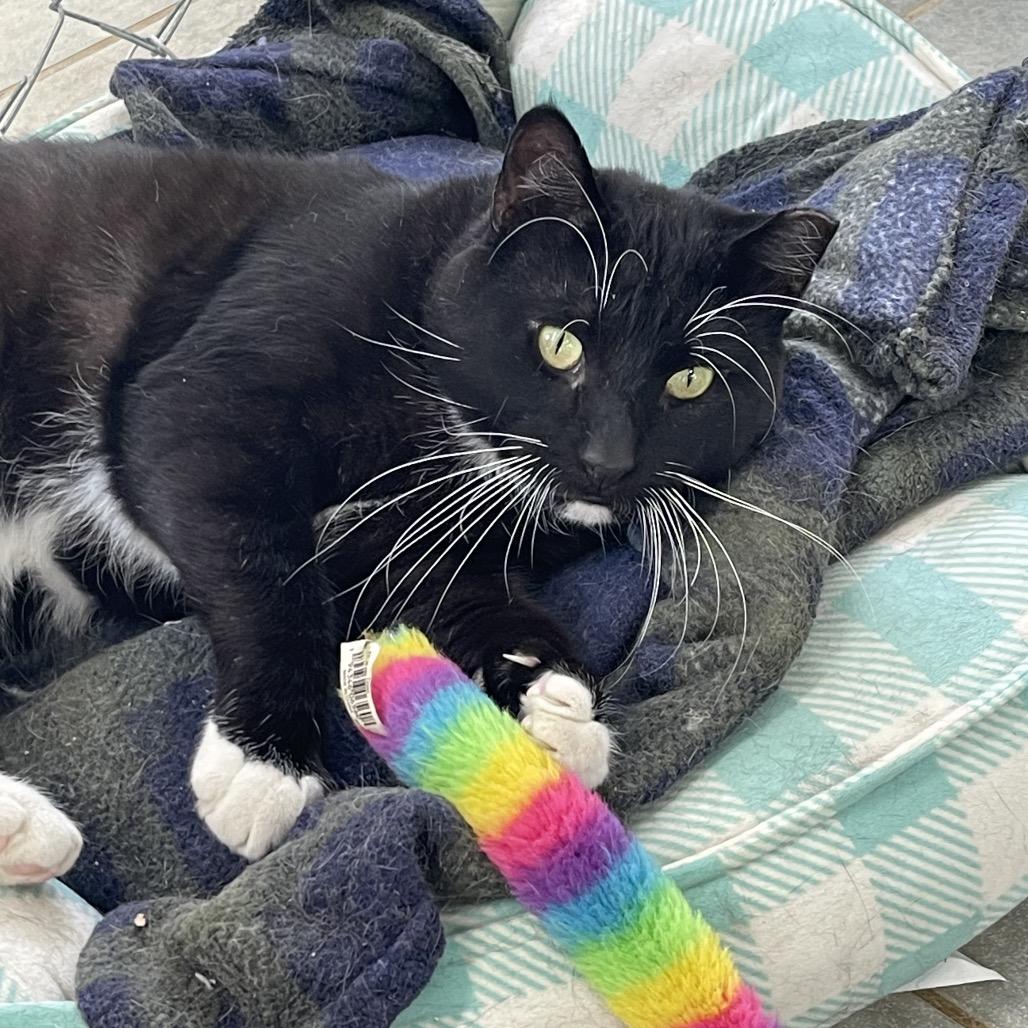 Enlarge Ceasar, a Adoptable Domestic Short Hair in East Smithfield , PA image 1/6