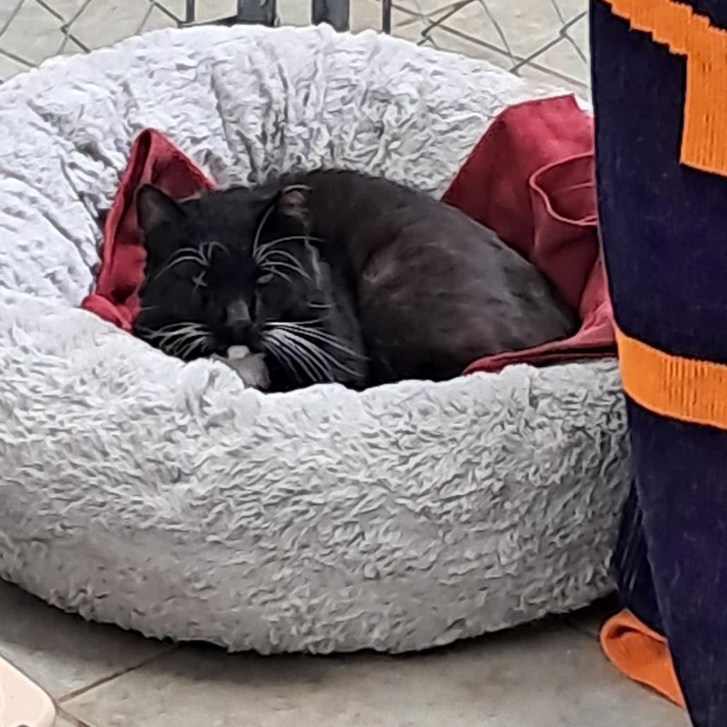 Enlarge Ceasar, a Adoptable Domestic Short Hair in East Smithfield , PA image 2/6