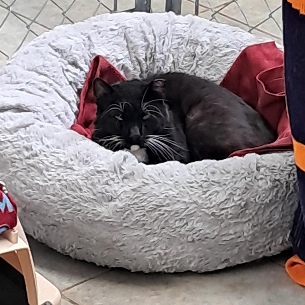 Enlarge Ceasar, a Adoptable Domestic Short Hair in East Smithfield , PA image 3/6