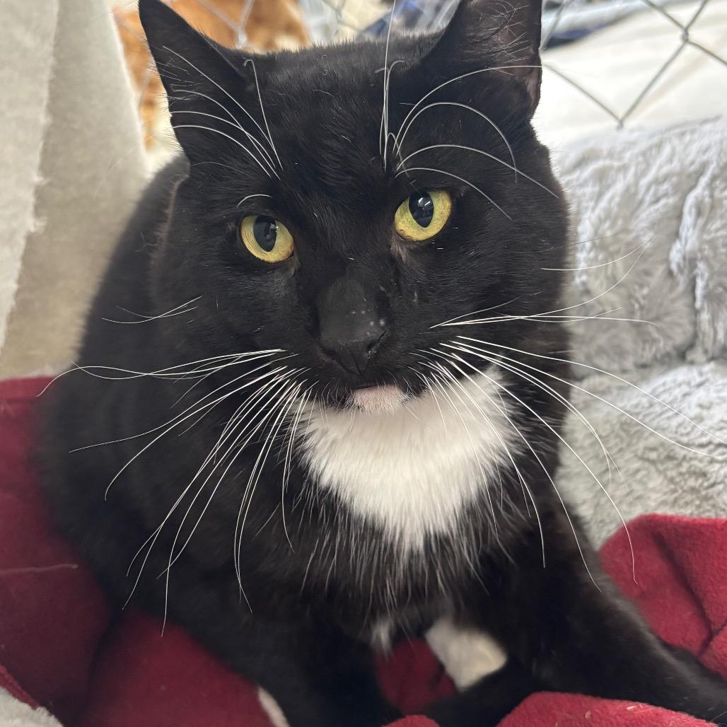 Enlarge Ceasar, a Adoptable Domestic Short Hair in East Smithfield , PA image 4/6