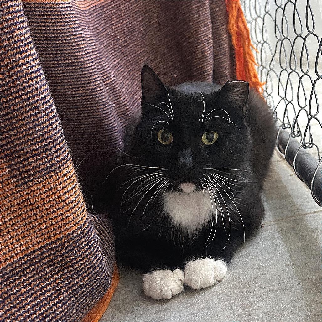 Enlarge Ceasar, a Adoptable Domestic Short Hair in East Smithfield , PA image 5/6