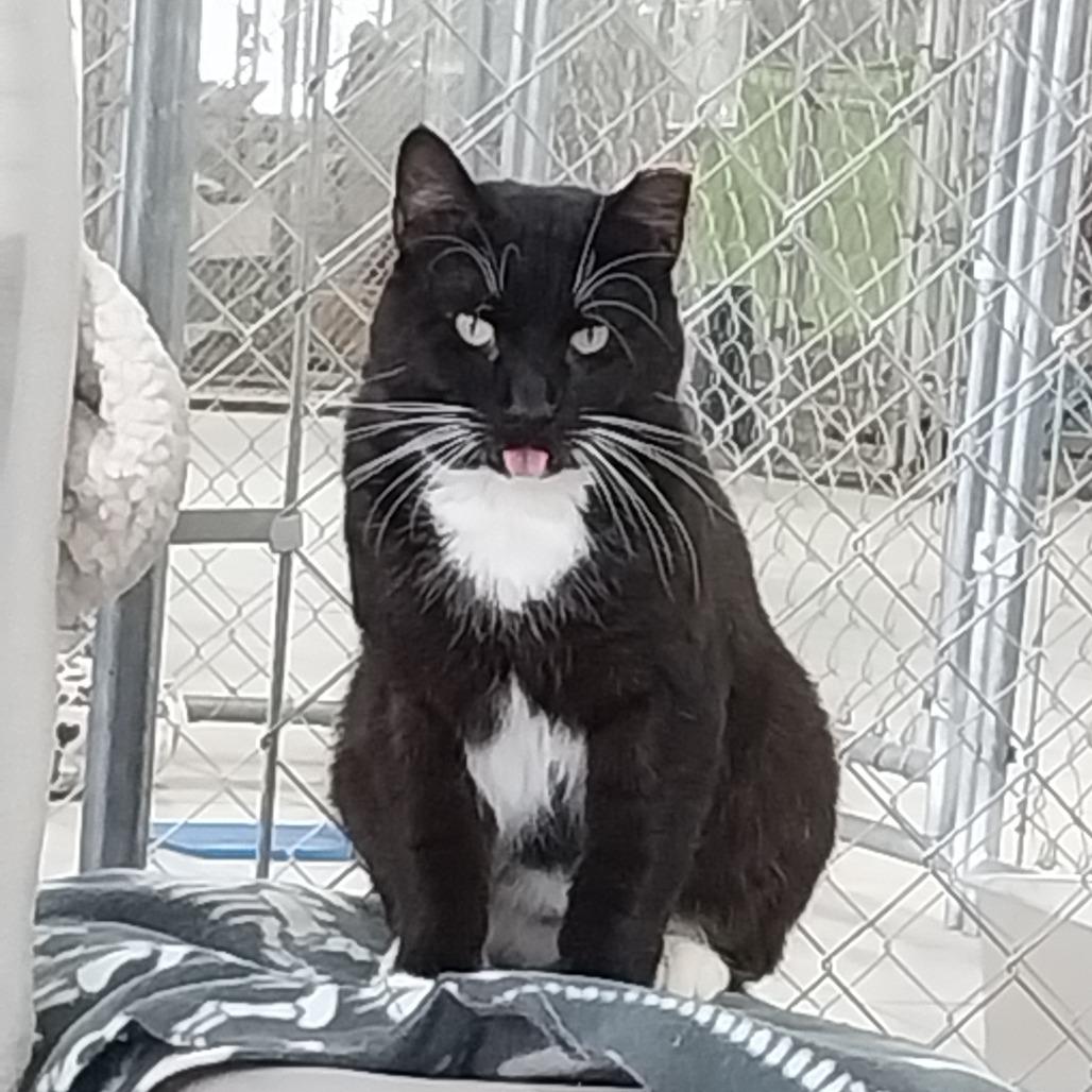 Enlarge Ceasar, a Adoptable Domestic Short Hair in East Smithfield , PA image 6/6