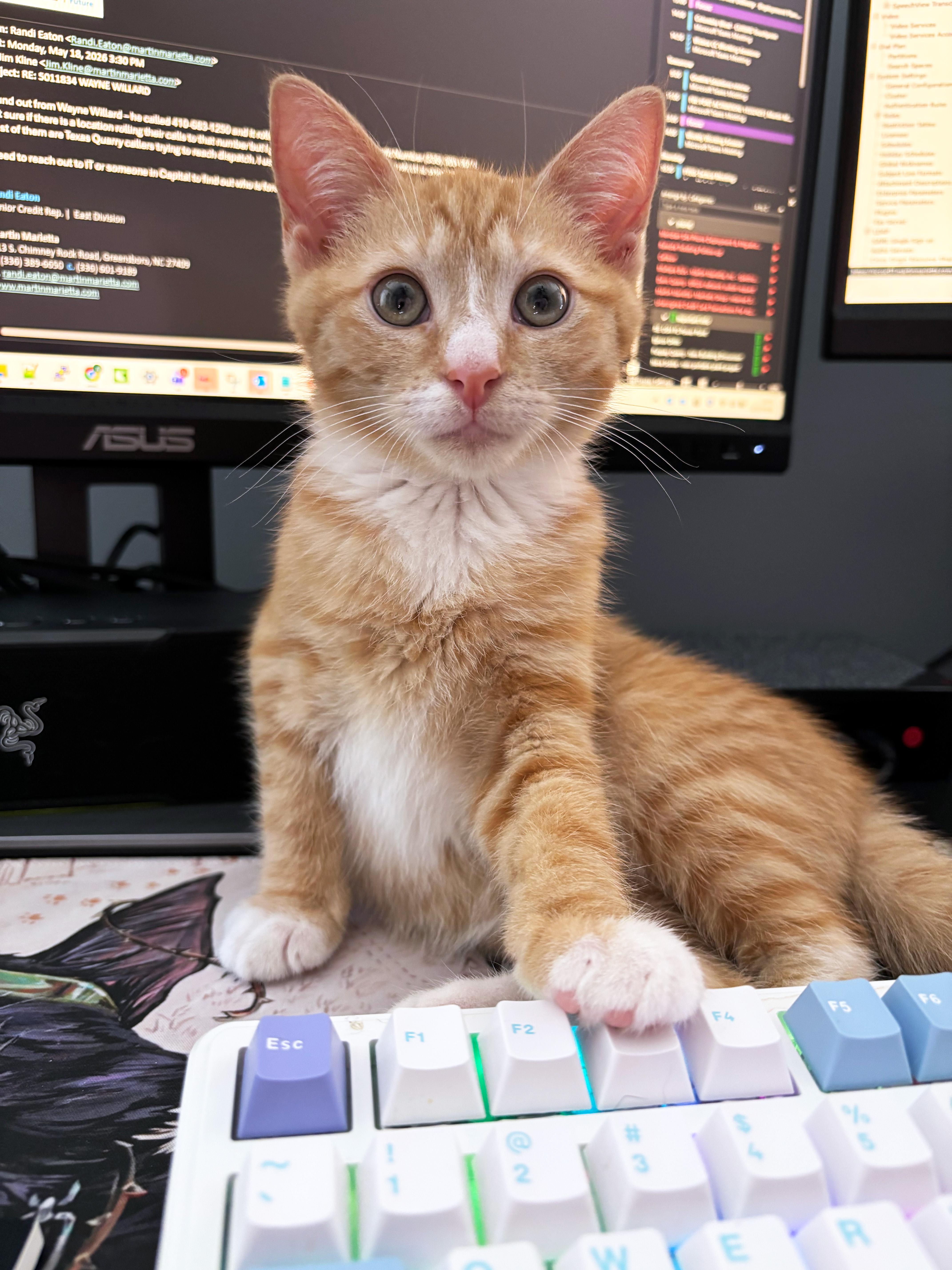Enlarge Sandstone, an adopted Domestic Short Hair in Apex, NC image 1/3
