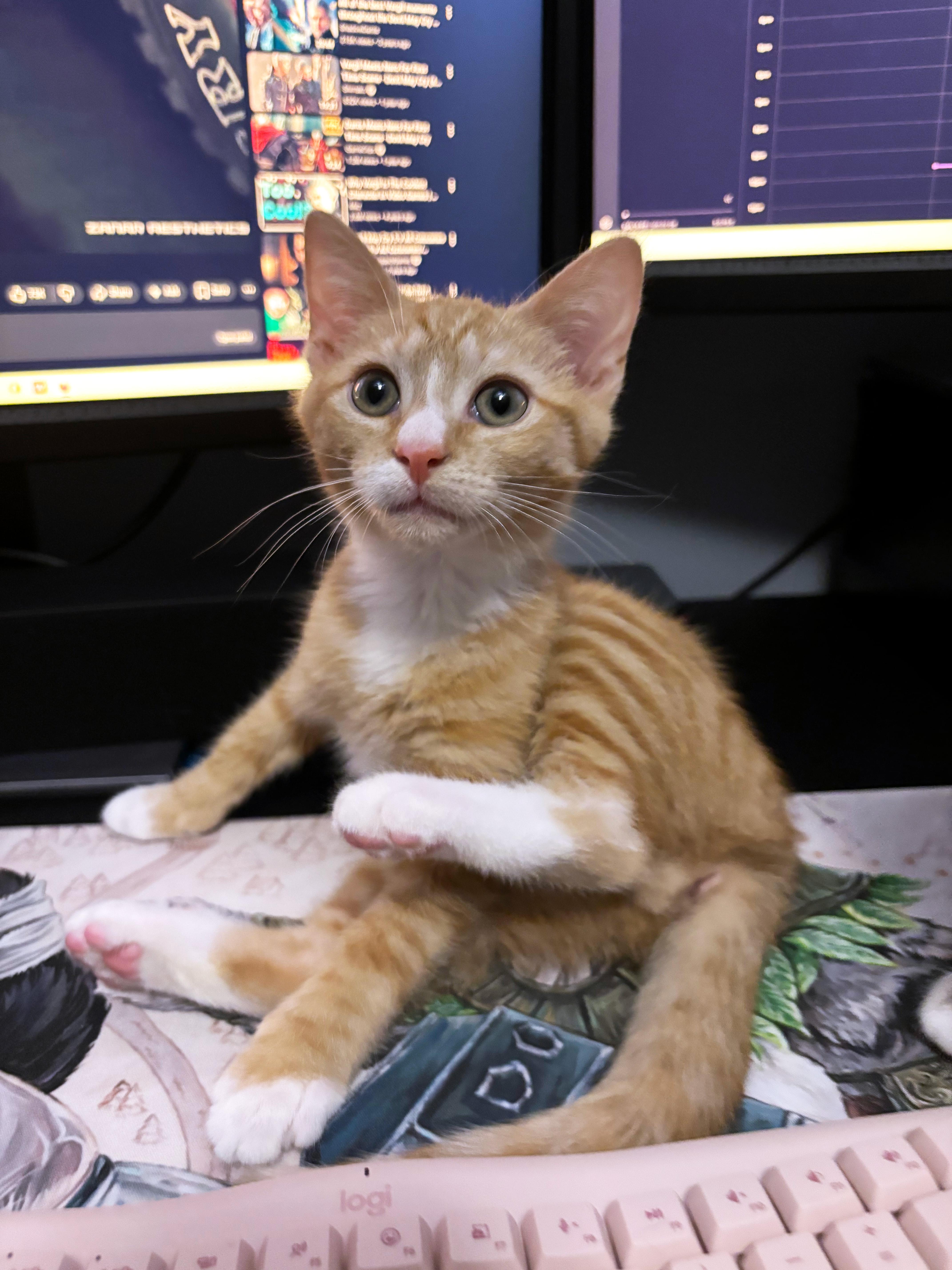 Enlarge Sandstone, an adopted Domestic Short Hair in Apex, NC image 3/3