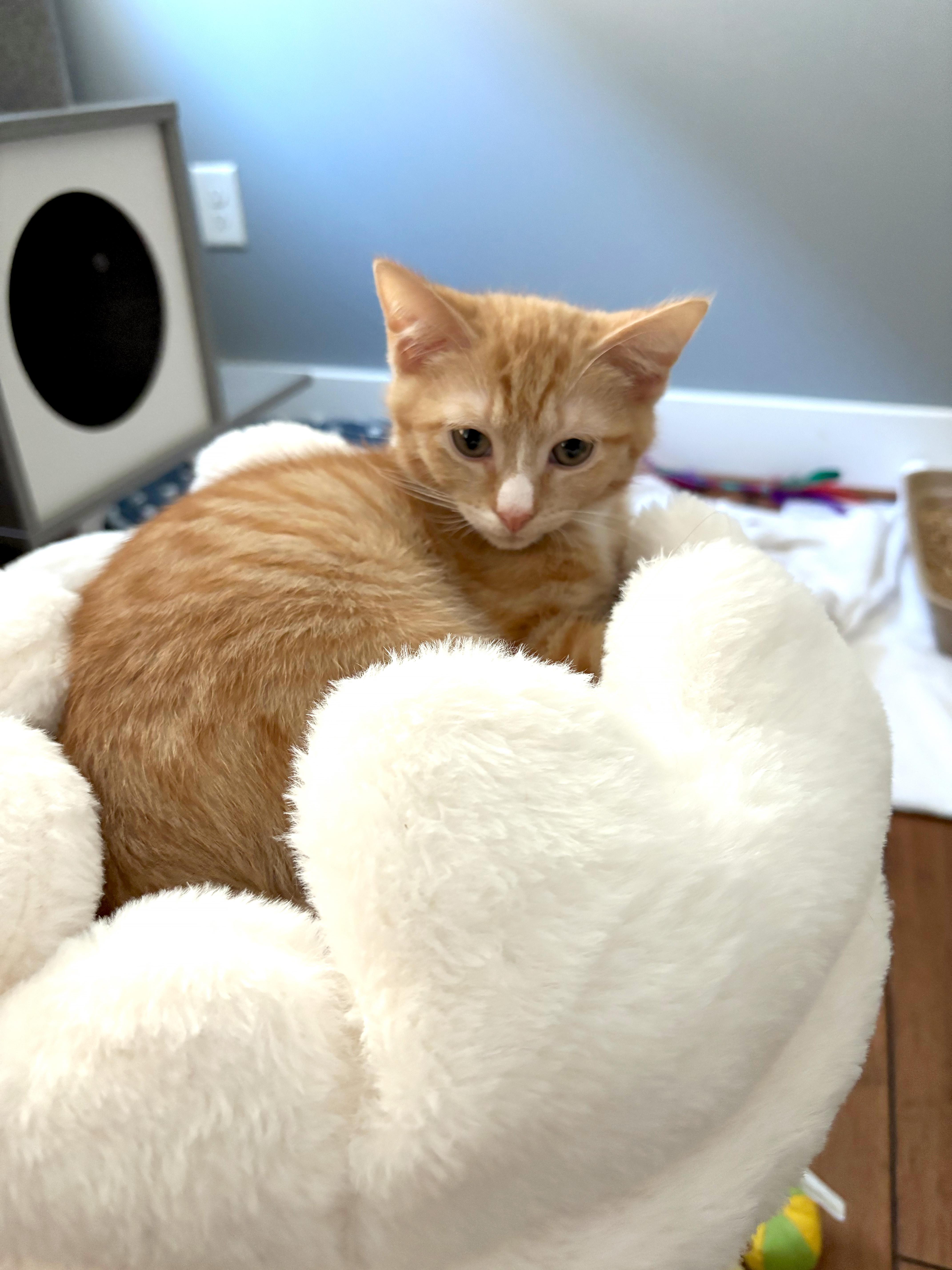 Enlarge Sandstone, an adopted Domestic Short Hair in Apex, NC image 2/3