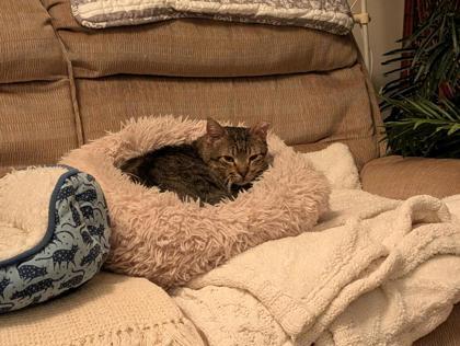 BEASTY FOSTER, a Adoptable Domestic Short Hair in Houston, TX image 1/3