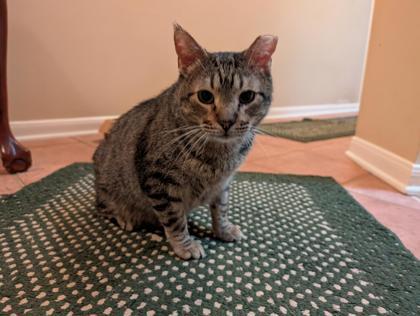 BEASTY FOSTER, a Adoptable Domestic Short Hair in Houston, TX image 2/3