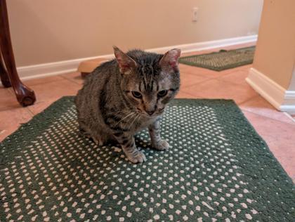 Enlarge BEASTY FOSTER, a Adoptable Domestic Short Hair in Houston, TX image 3/3