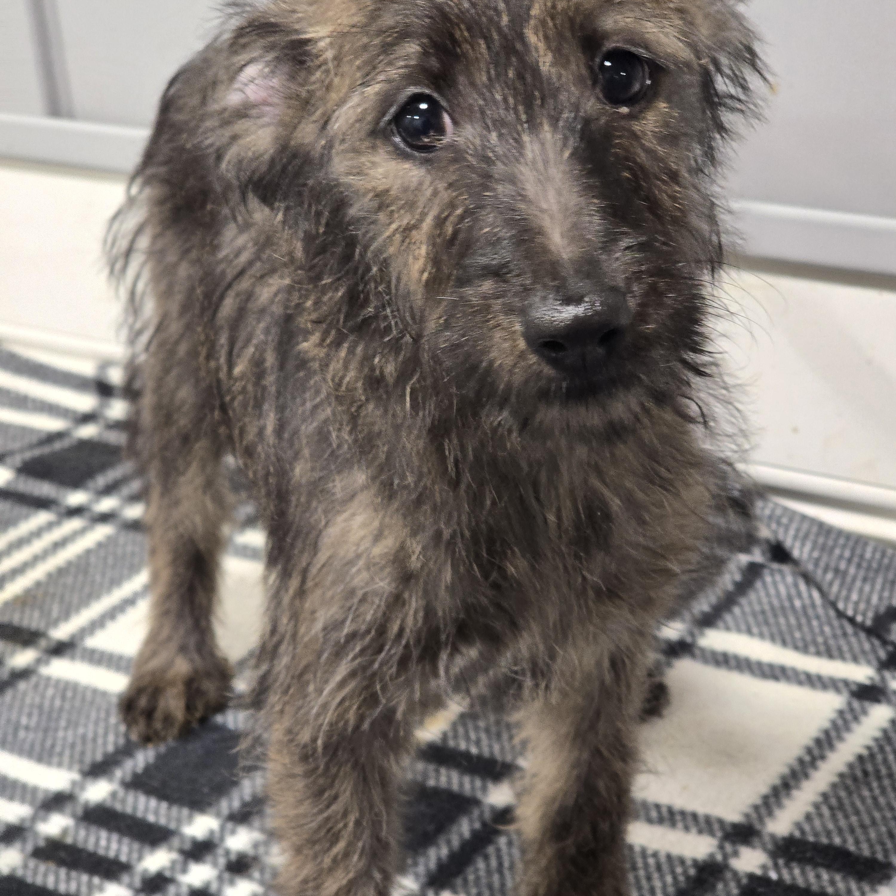 Enlarge Lori, a ADOPTABLE mixed breed in Dandridge, TN image 1/1
