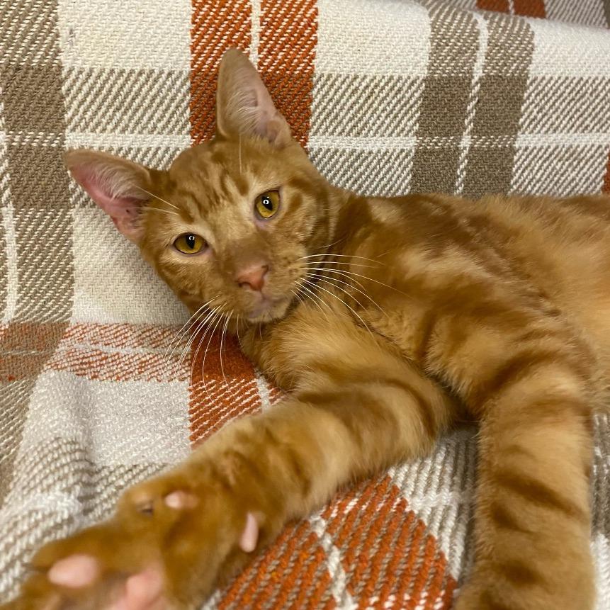 Nelson, Adoptable, Adult Male Domestic Short Hair.